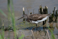 June 2017  Slimbridge, Gloucestershire