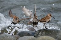 April 2014  The Skern, Northam, Devon