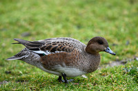 March 2018. Slimbridge, Gloucestershire