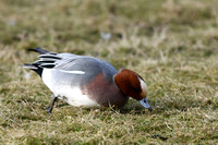 March 2018. Slimbridge, Gloucestershire