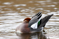 March 2018. Slimbridge, Gloucestershire