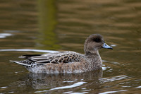 March 2018. Slimbridge, Gloucestershire
