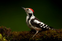 Woodpecker Middle Spotted