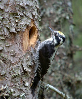 Woodpecker Three-toed