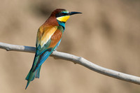 Kingfishers and Bee-eaters