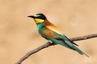 Bee-eater European
