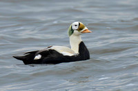 Eider Spectacled