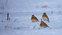 January 2013. Hawling, Gloucestershire