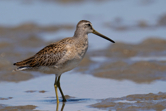 September 2023  Bolivar Peninsula, Galveston County, Texas