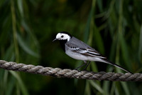 Wagtail White