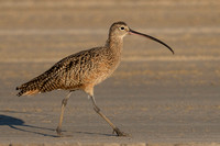 Curlew Long-billed