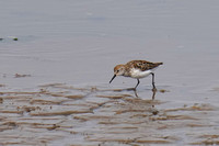 July 2021  Snettisham, Norfolk