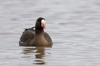 October 2023  Slimbridge, Gloucestershire