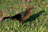 Grackle Great-tailed