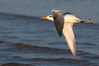 Tern Royal