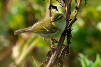 Warbler Two-barred