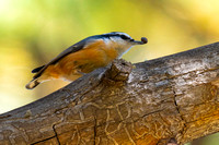 Nuthatch Red-breasted
