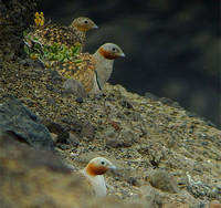 December 2008  Fuerteventura