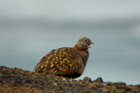 December 2008  Fuerteventura