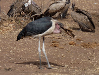 August 2010  Serengetti, Tanzania
