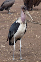 Stork Marabou