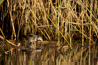 November 2023  Linford Lakes, Buckinghamshire