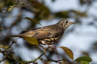 November 2017  Hawling Gloucestershire