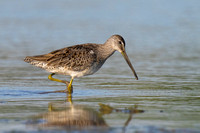 Dowitcher Long-billed