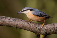 Nuthatches, Treecreepers and Wallcreeper