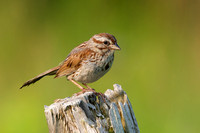 Sparrow Song