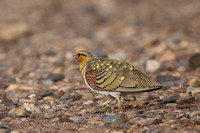 Sandgrouse and Doves