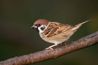 Sparrow Tree
