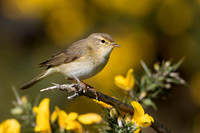 Willow Warbler April 2020  Cleeve Hill, Gloucestershire