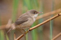 Reed Warbler April 2020  Fairford, Gloucestershire