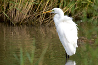 September 2021  Slimbridge, Gloucestershire