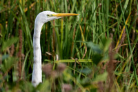 September 2021  Slimbridge, Gloucestershire