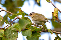 Vireo Red-eyed