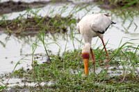Stork Yellow-billed