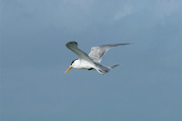 Tern Crested Lesser and Greater