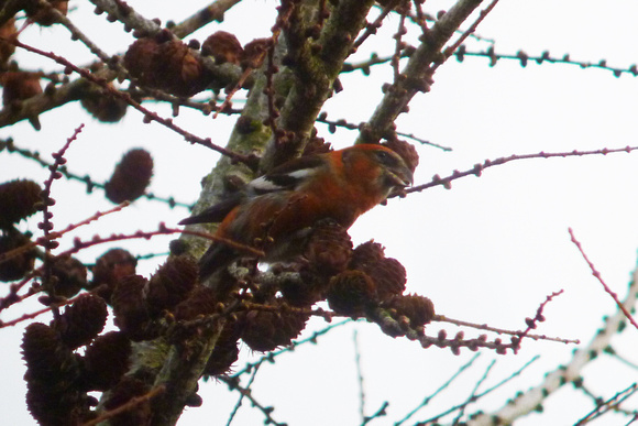 December 2013  Forest of Dean, Gloucestershire