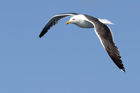 Gull Black-backed Lesser
