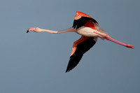 Flamingo Greater
