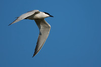 Tern Gull-billed