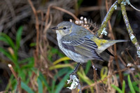 Warbler Cape May