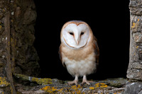 Barn Owl March 2020  The Cotswolds, Gloucestershire
