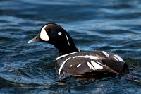 Duck Harlequin