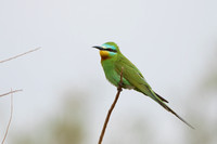 Bee-eater Blue-cheeked