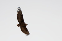 Bateleur