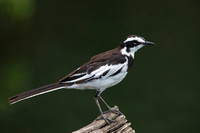 Wagtail Pied African