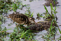 November 2019 South Luangwa, Zambia